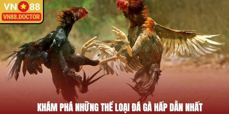 Khám phá những thể loại đá gà hấp dẫn nhất