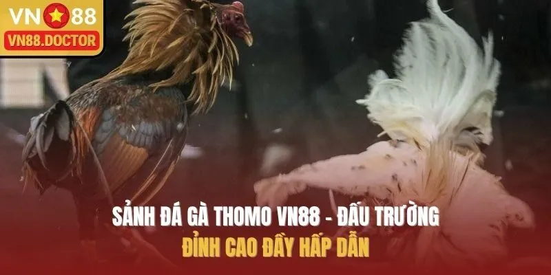 Sảnh Đá Gà Thomo VN88 – Đấu Trường Đỉnh Cao Đầy Hấp Dẫn